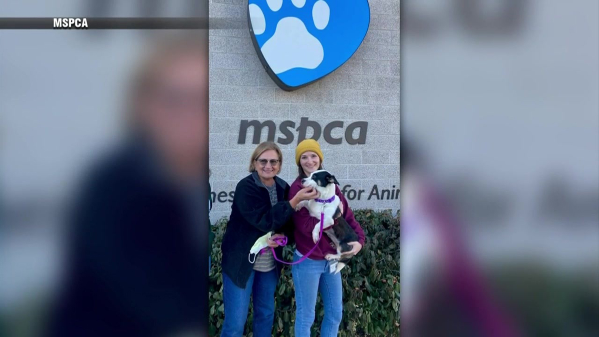 Dog found taped inside box, left in portapotty at Brookline