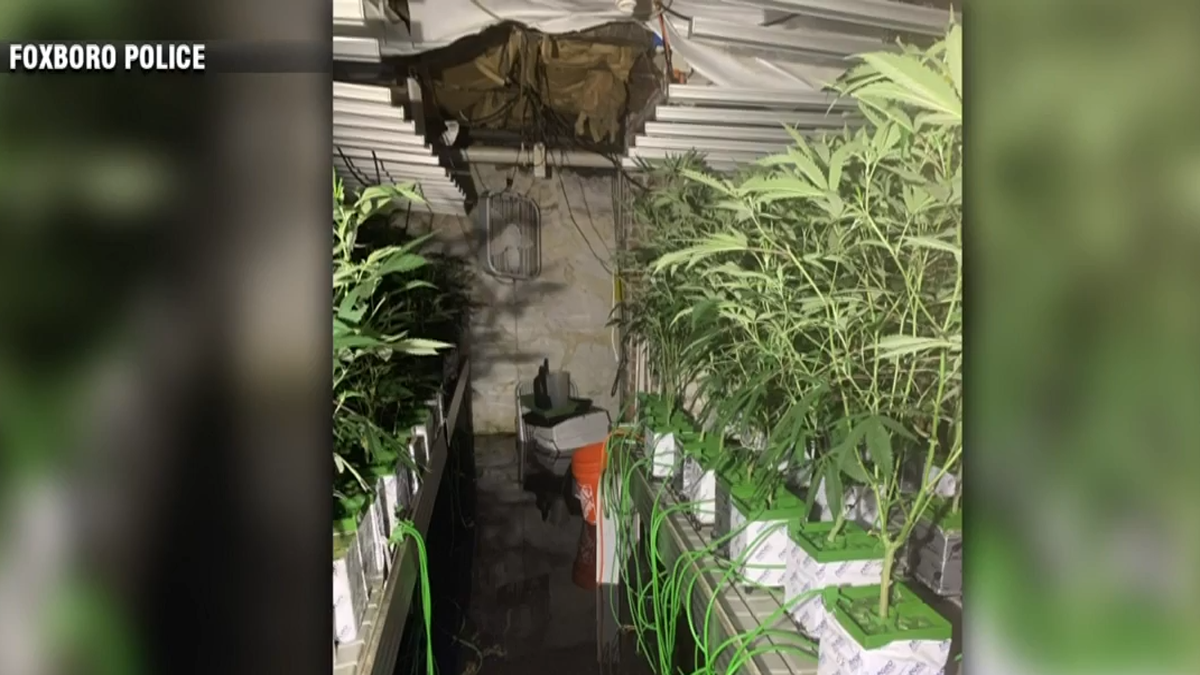 Fire officials issue warning about marijuana cultivation after Foxboro ...