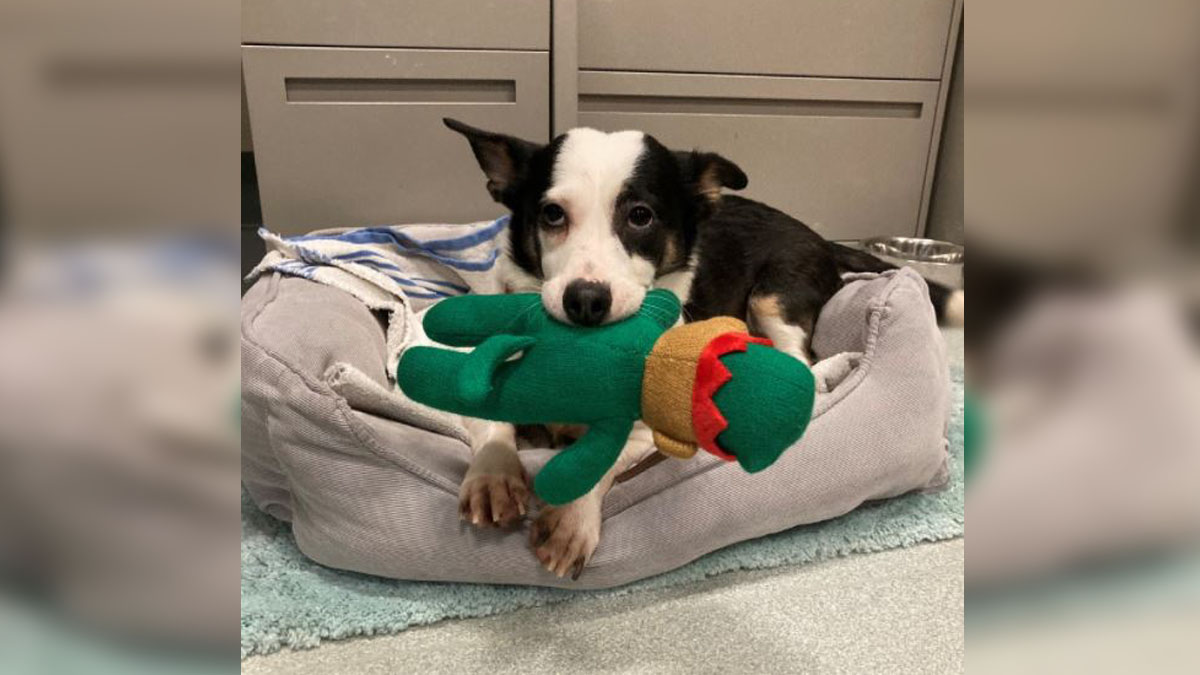 Police investigating after dog found taped inside box, left in porta