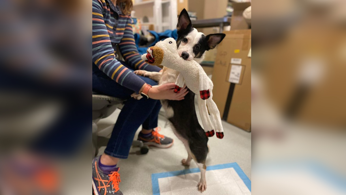 Dog found taped inside box, left in portapotty at Brookline