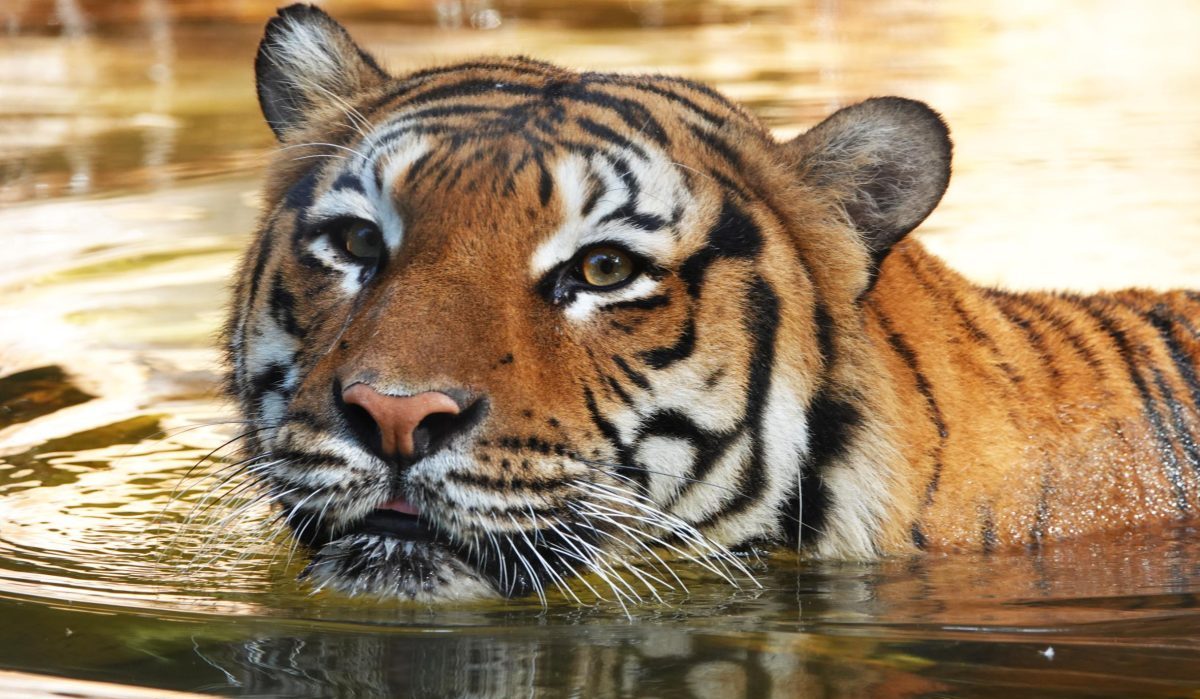As prosecutors mull charges in Naples tiger attack, zoo chief says he ...
