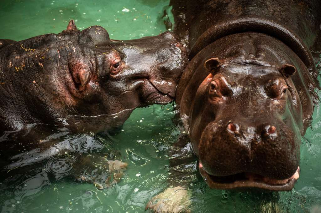 Runny-nosed hippos test positive for Covid-19 in Belgium