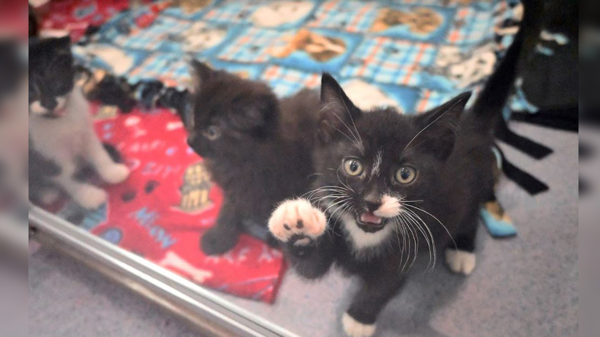 Adopters sought after 67 cats and kittens seized from home in