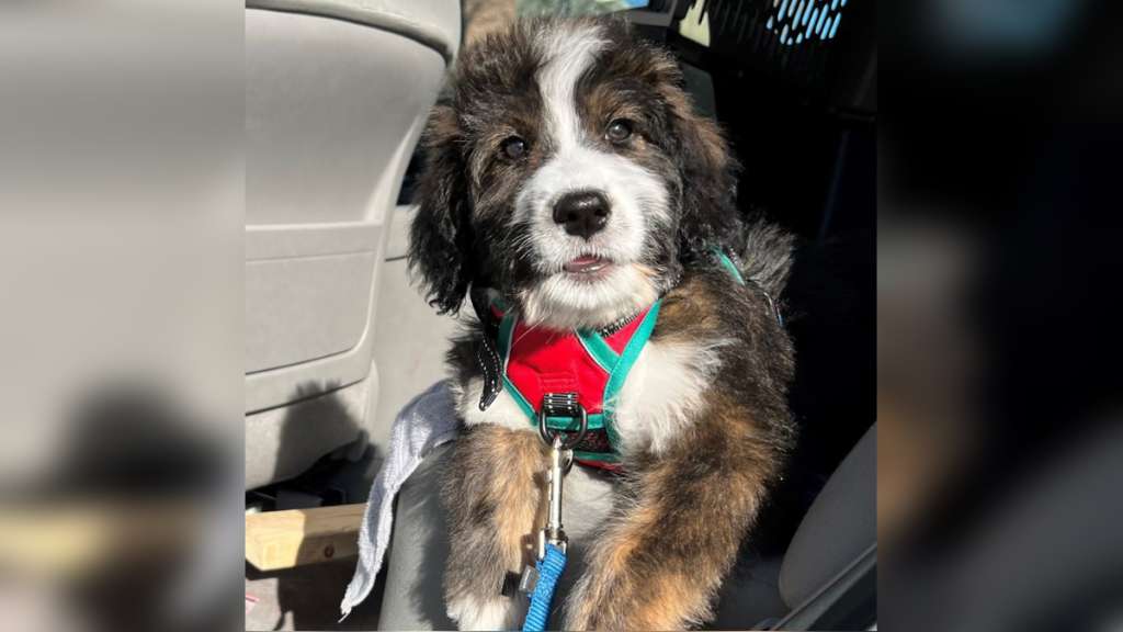 Meet Zena: Wilmington police introduce new therapy dog – Boston News, Weather, Sports