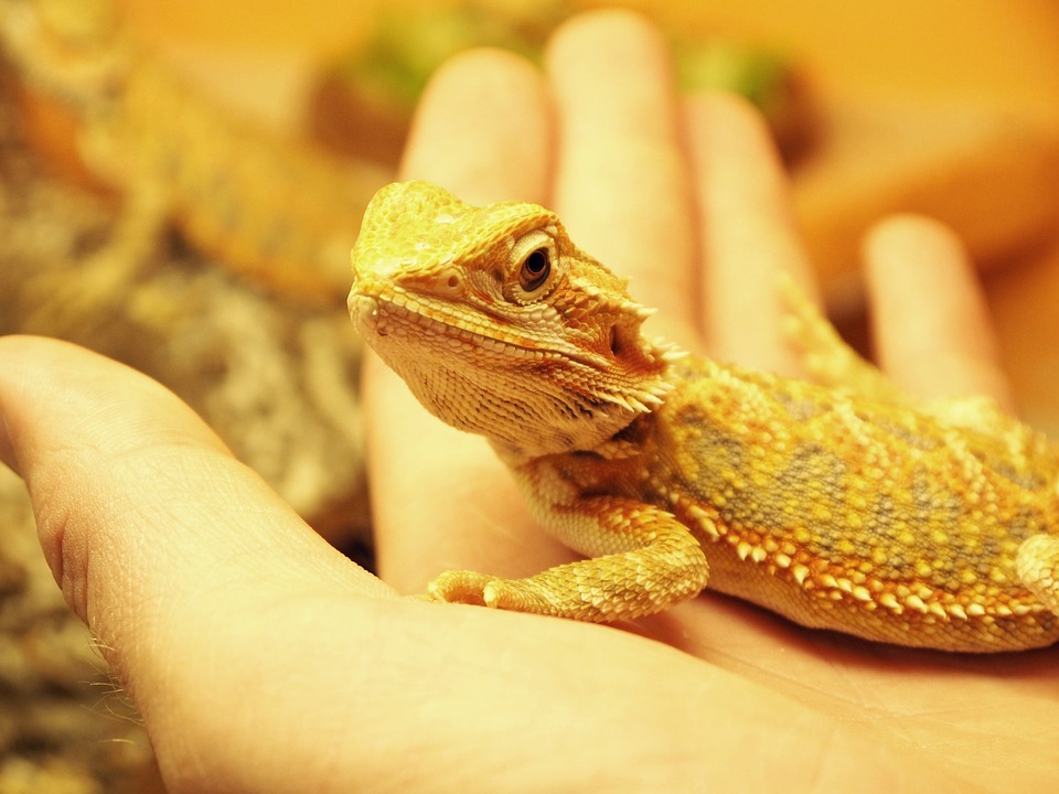 Outbreak strain of Salmonella traced to pet bearded dragons; 25 states  involved