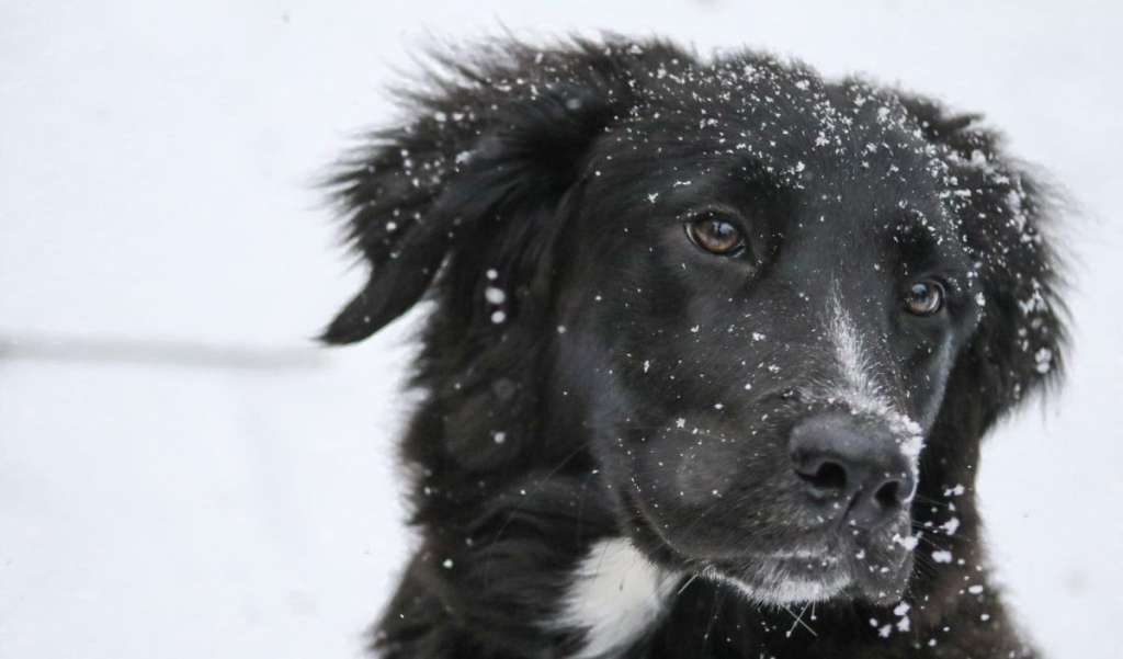 long coated black and white dog on white snow