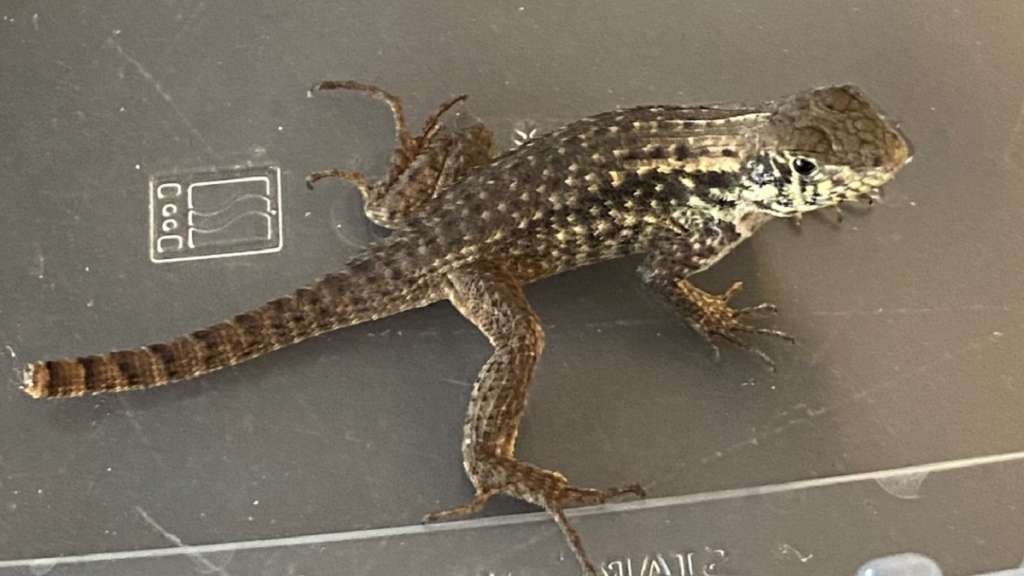 Florida lizard found in Dedham home