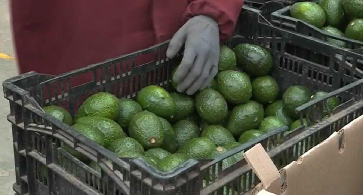 US lifts ban on Mexican avocados Boston News, Weather, Sports WHDH