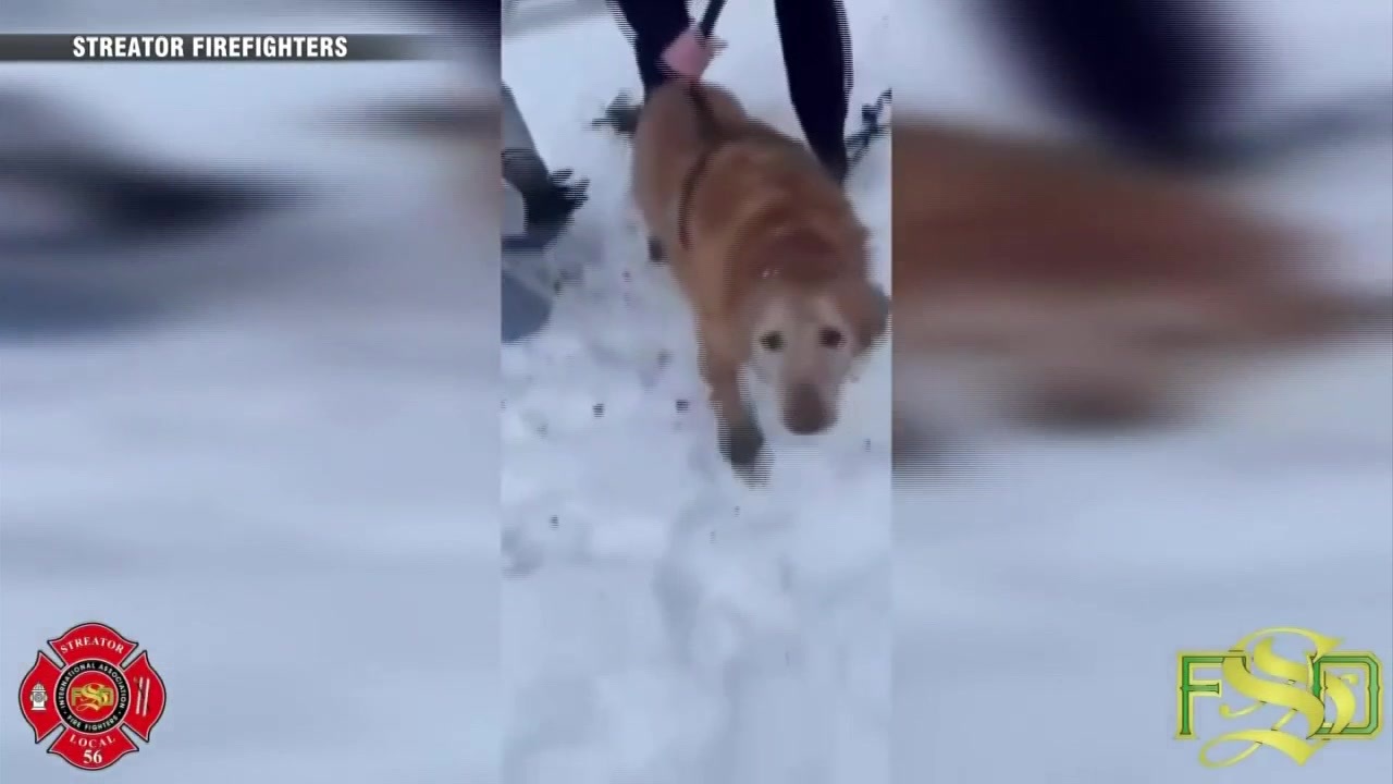 Dog alerts owner to golden retriever trapped in sinkhole for nearly a