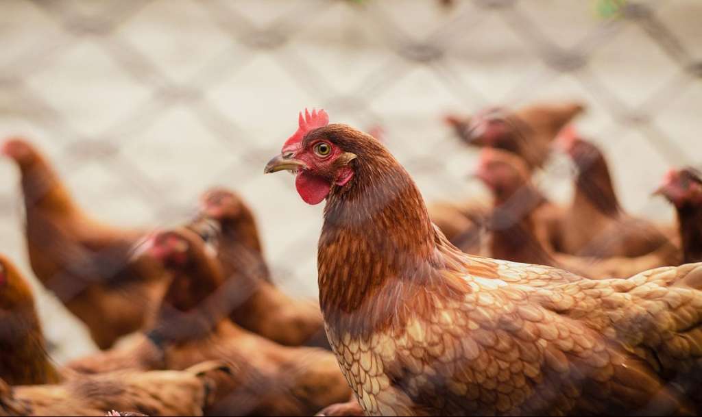 brood of hen