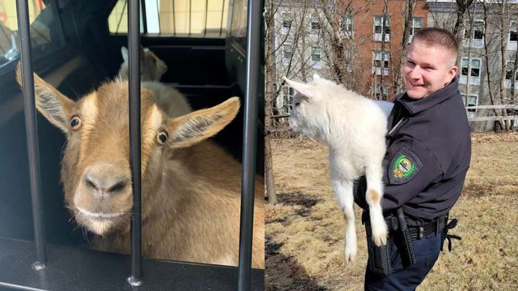 https://whdh.com/wp-content/uploads/sites/3/2022/03/220308-nh-goats.jpg?quality=60&strip=color&w=1024