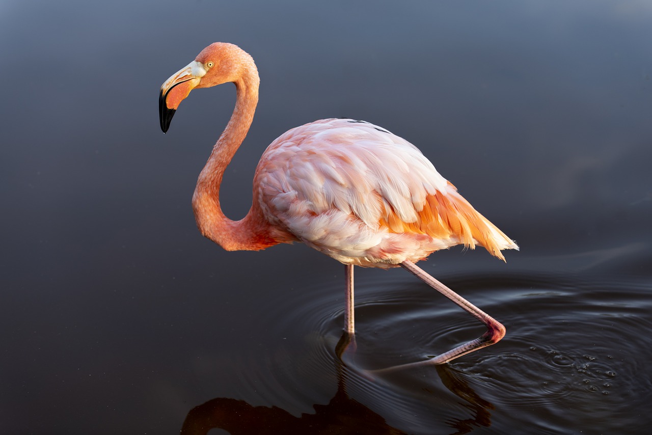 Flamingo That Escaped Kansas Zoo In 2005 Spotted In Texas - Boston News ...