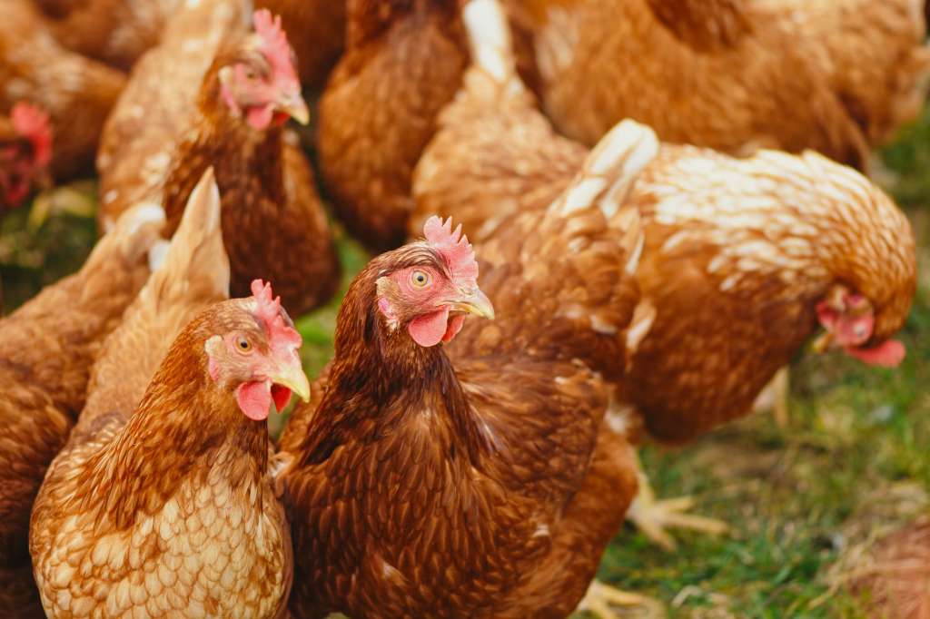 flock of hens on green field