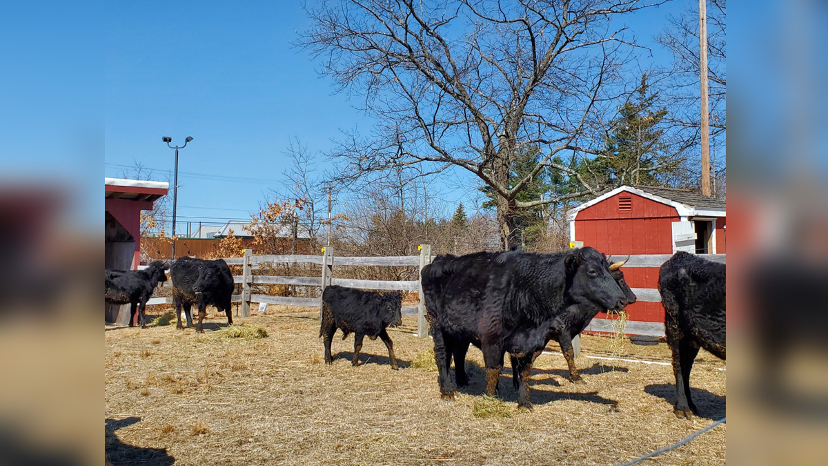 MSPCA: 8 rare cows, several goats up for adoption following an animal ...