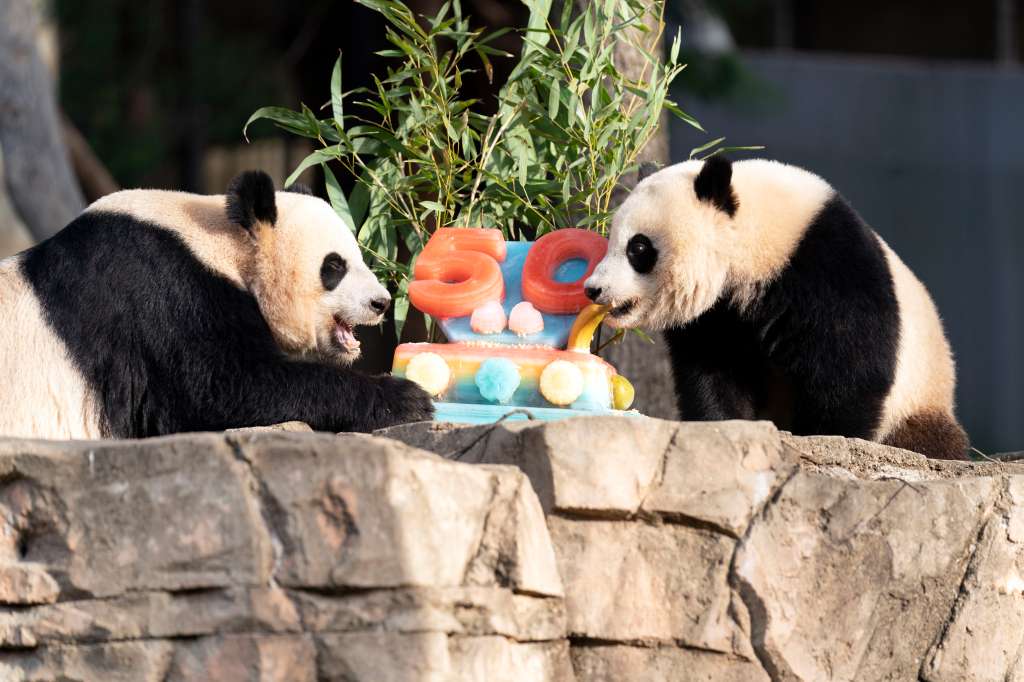 熊猫在国家动物园吃糖庆祝 50 周年 – 波士顿新闻，天气，体育