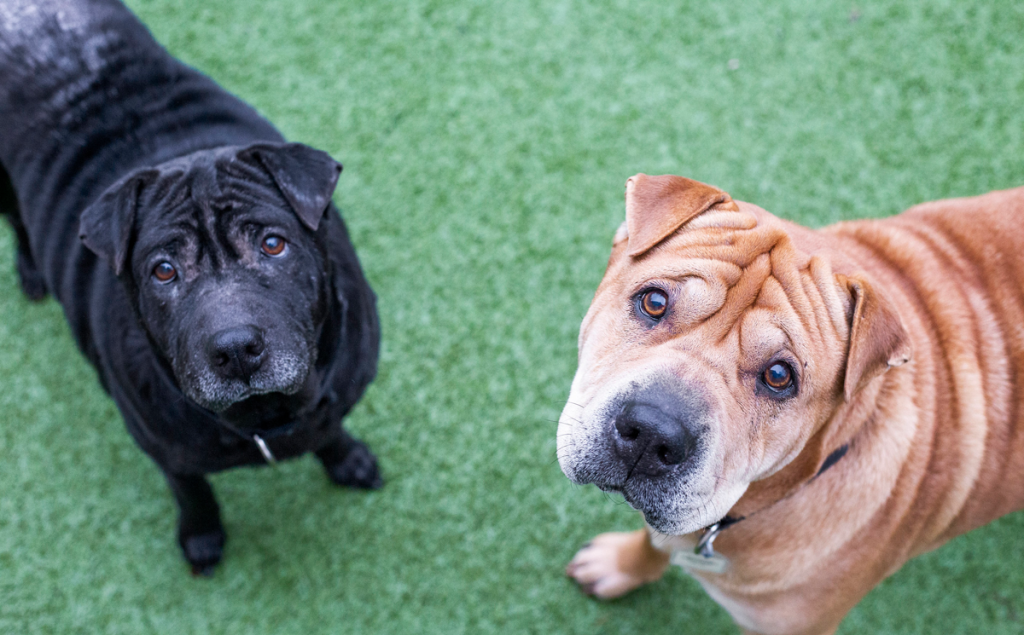 Bonded pair of senior dogs in need of new home following death of owner