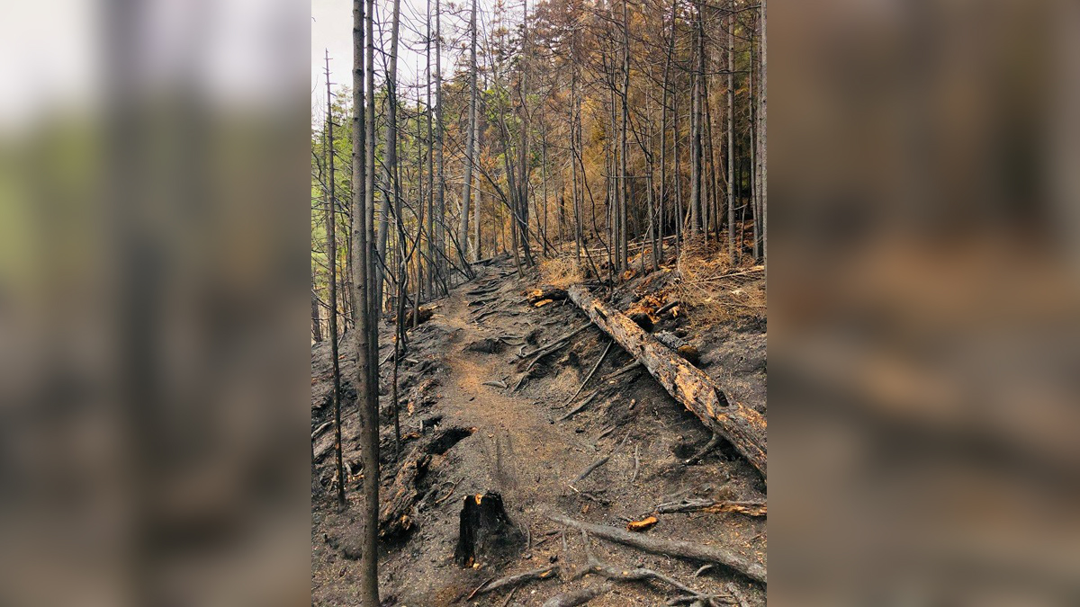Forest fire in northern New Hampshire is nearly contained Boston News
