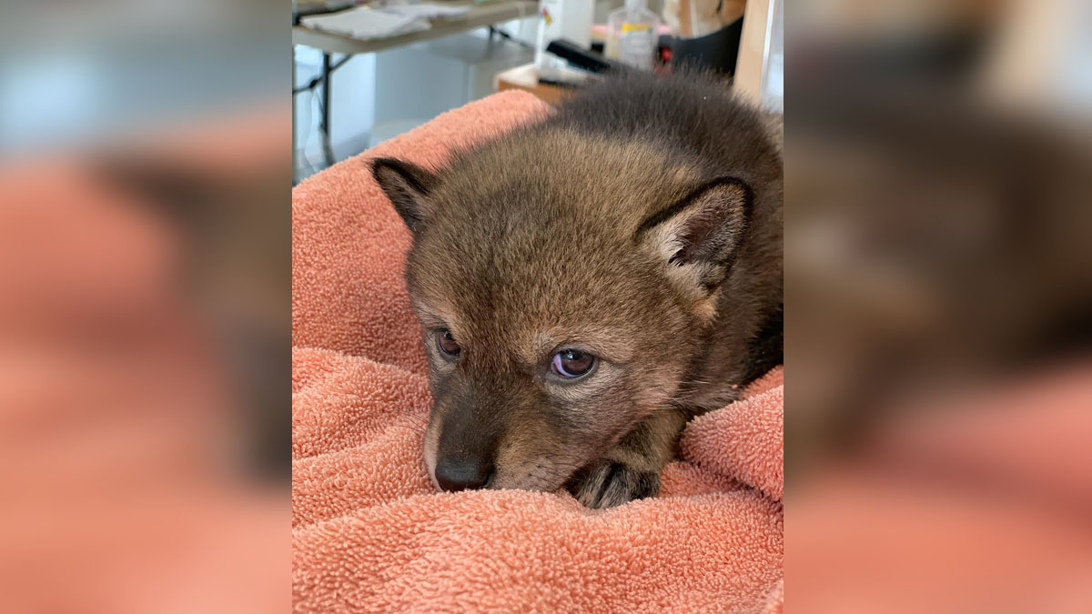 Local family brings home coyote pup after mistaking it for lost dog
