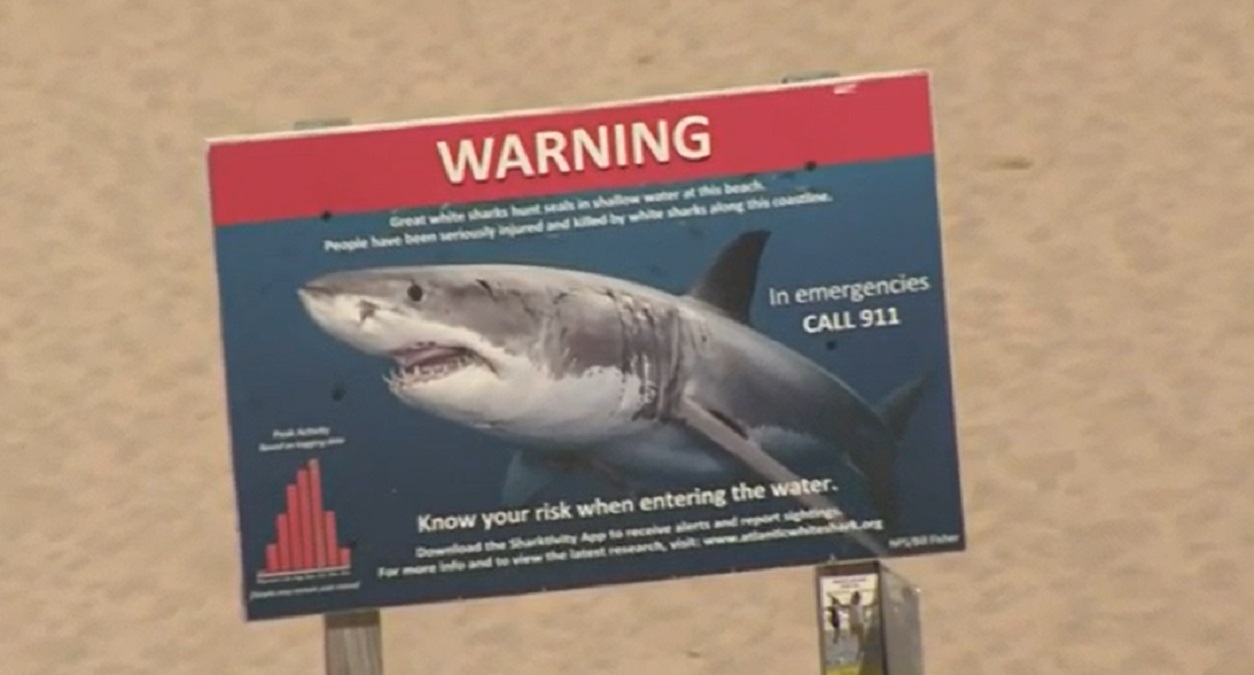 Researchers Caution Beachgoers Ahead Of White Shark Season - Boston ...