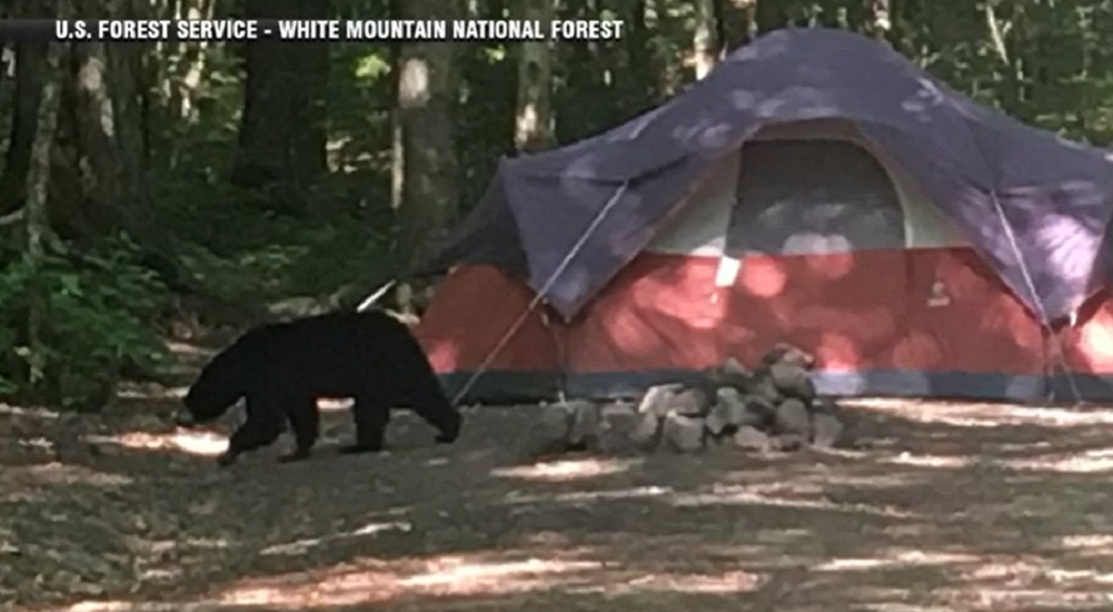 Do not feed the bear: NH campground closed after bruin habituated to