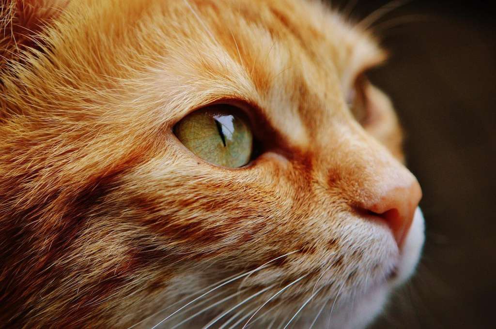 Cats classified as 'invasive alien species' by scientific
