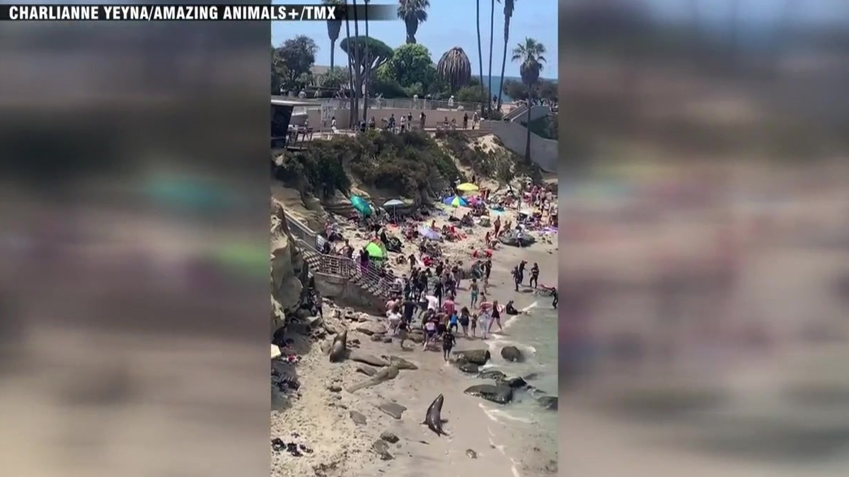 WATCH Sea lions charge California beachgoers Boston News, Weather