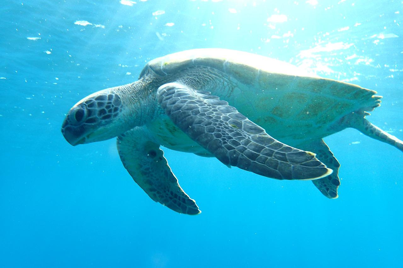 At least 30 endangered green sea turtles found with ‘bleeding’ neck ...