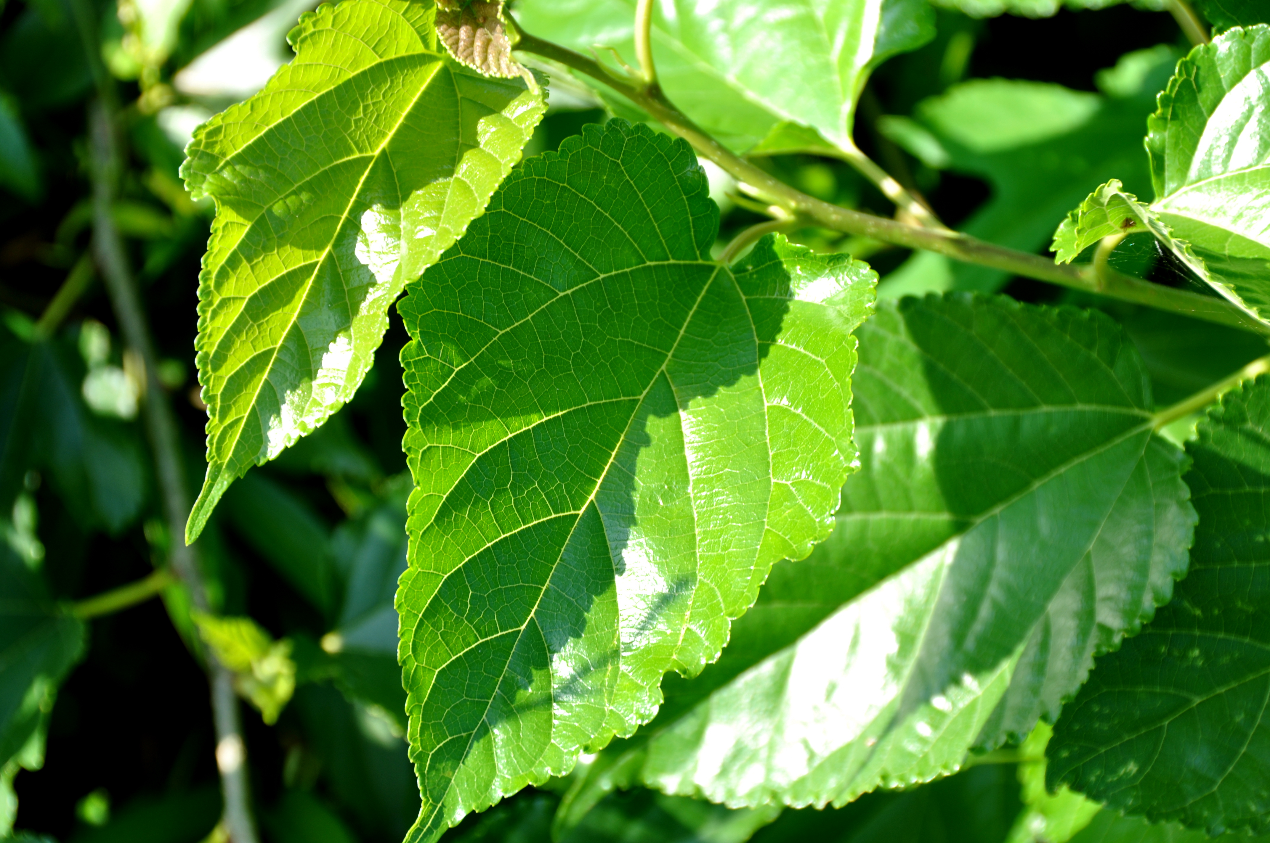 The Mulberry Leaf – Bollington, the Happy Valley!