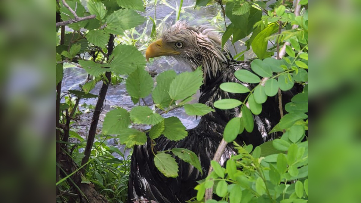 Men Charged With Killing 3600 Birds Including Bald And Golden Eagles