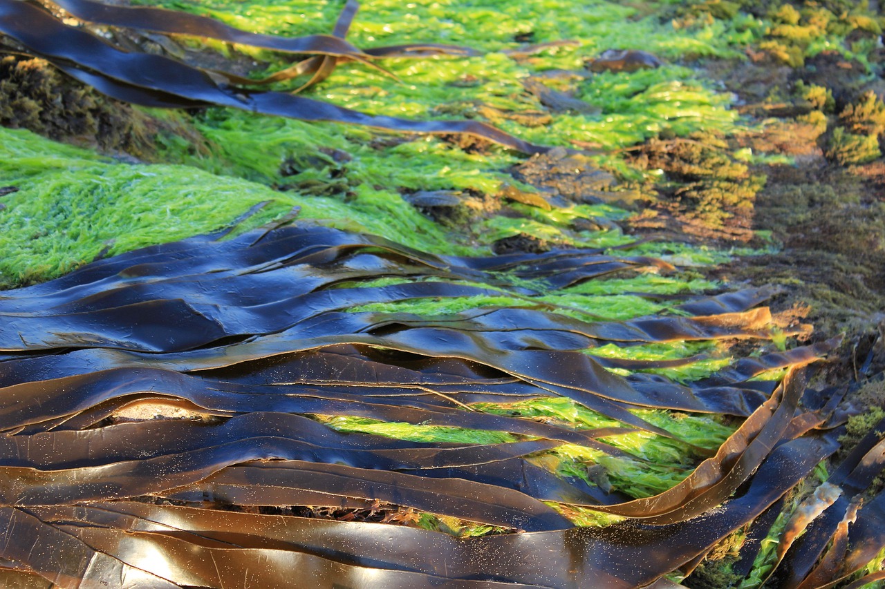 Record amount of seaweed is choking shores in the Caribbean Boston