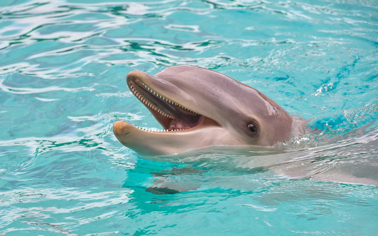 19-year-old bottlenose dolphin dies at Mirage on Las Vegas Strip