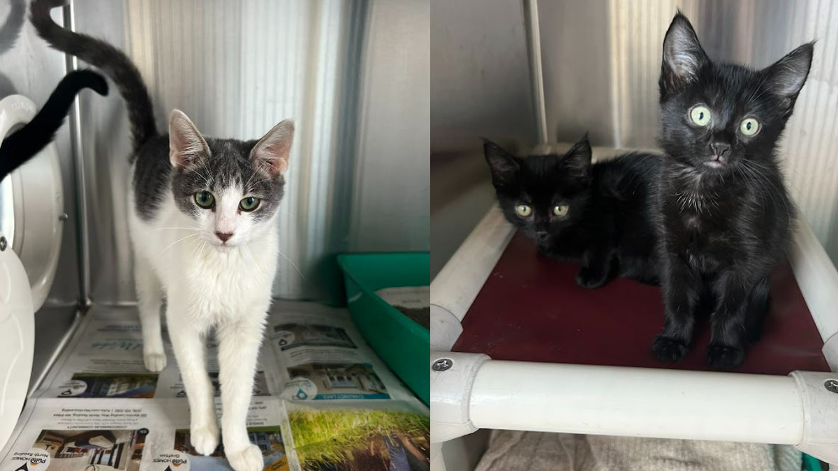 Cats affected by Milepost 97 Fire head to Cat Adoption Team - Cat