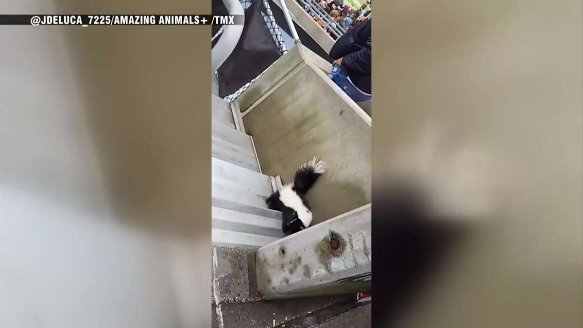 Skunk caught running around stands at Buccaneers vs. Browns game ...