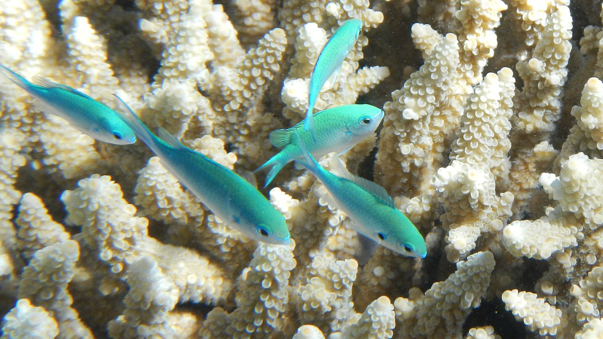 Scientists try to bolster Great Barrier Reef in warmer world - Boston ...