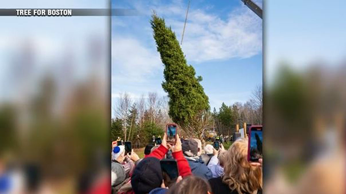 Christmas tree from Nova Scotia to arrive at Boston Common ahead of 81st annual lighting