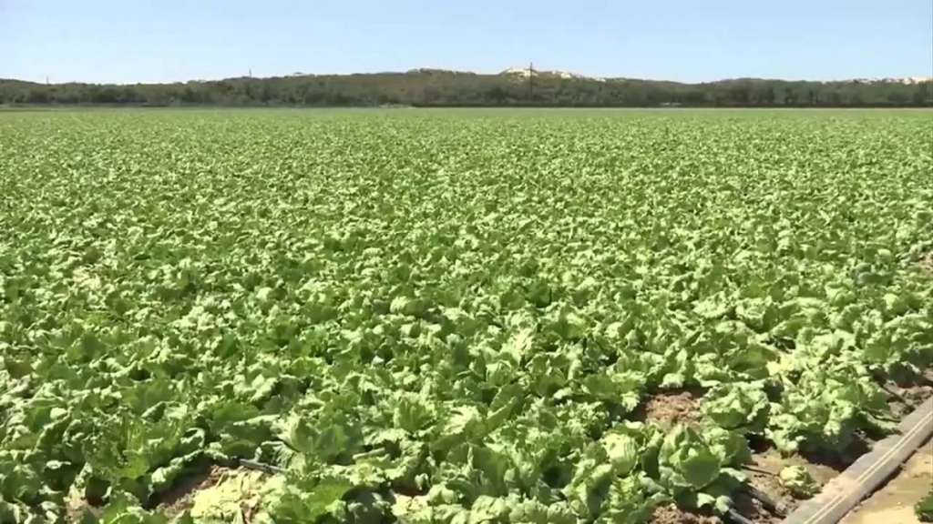 Cost of lettuce, orange juice expected to rise due to production problems - Boston News, Weather, Sports | WHDH 7News