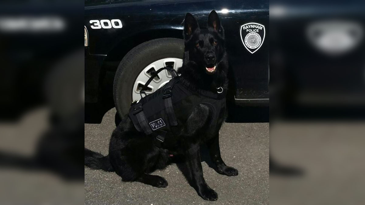 Raynham Police Department mourns passing of K-9 Kyro - Boston News ...