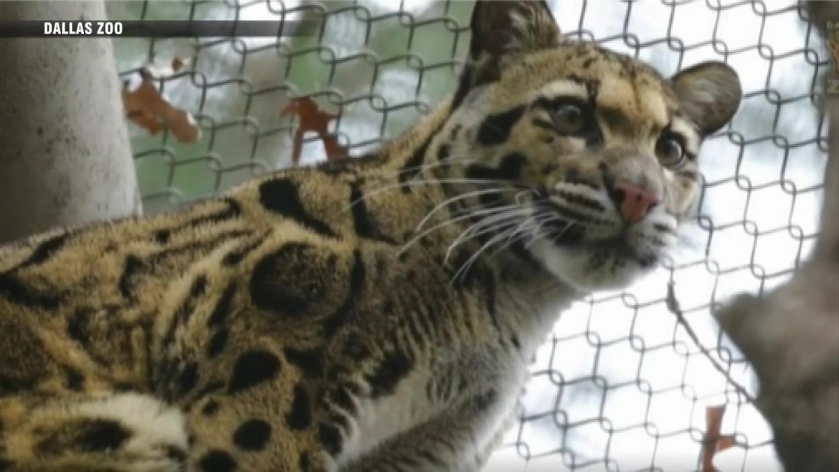 Police investigating after clouded leopard escapes enclosure at Dallas