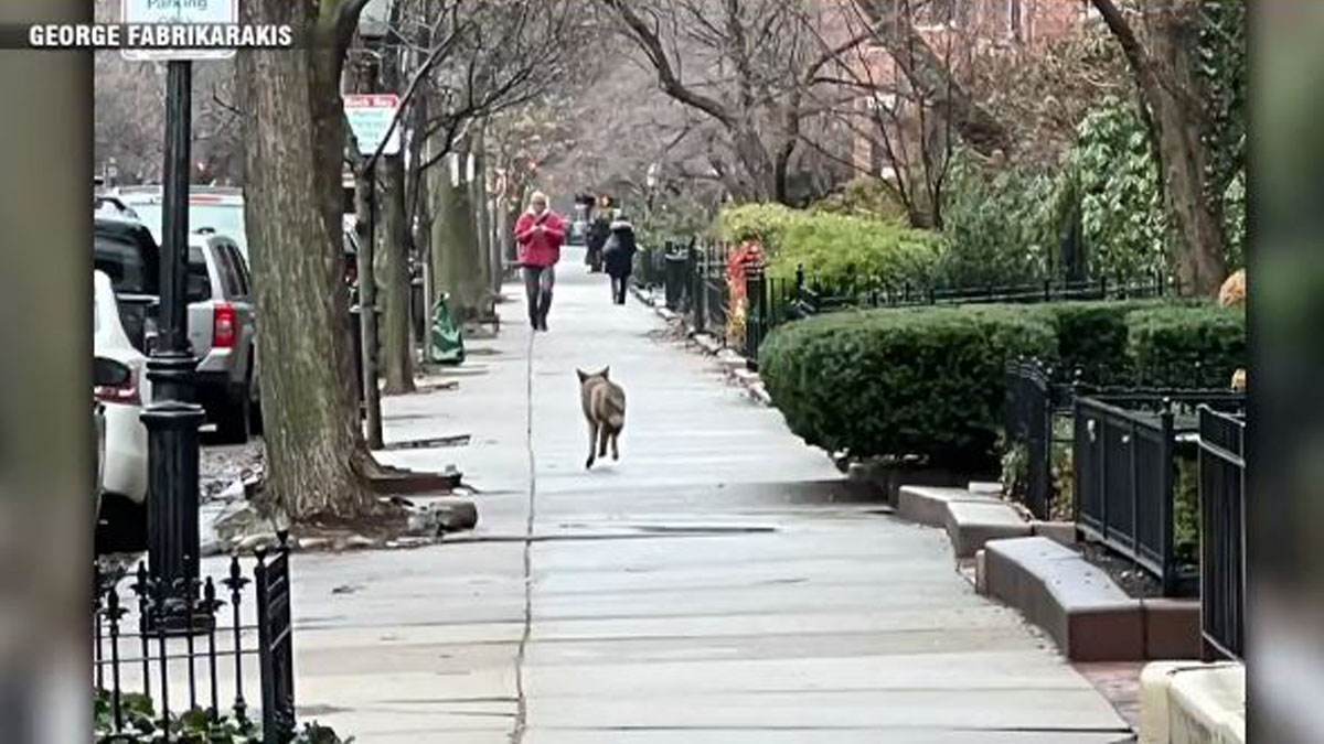Coyote spotted in Boston’s Back Bay