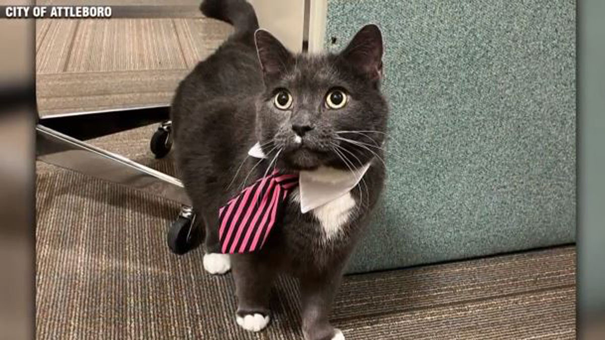 Cat named Mr. Spooky attempts to pull papers to run for mayor of Attleboro