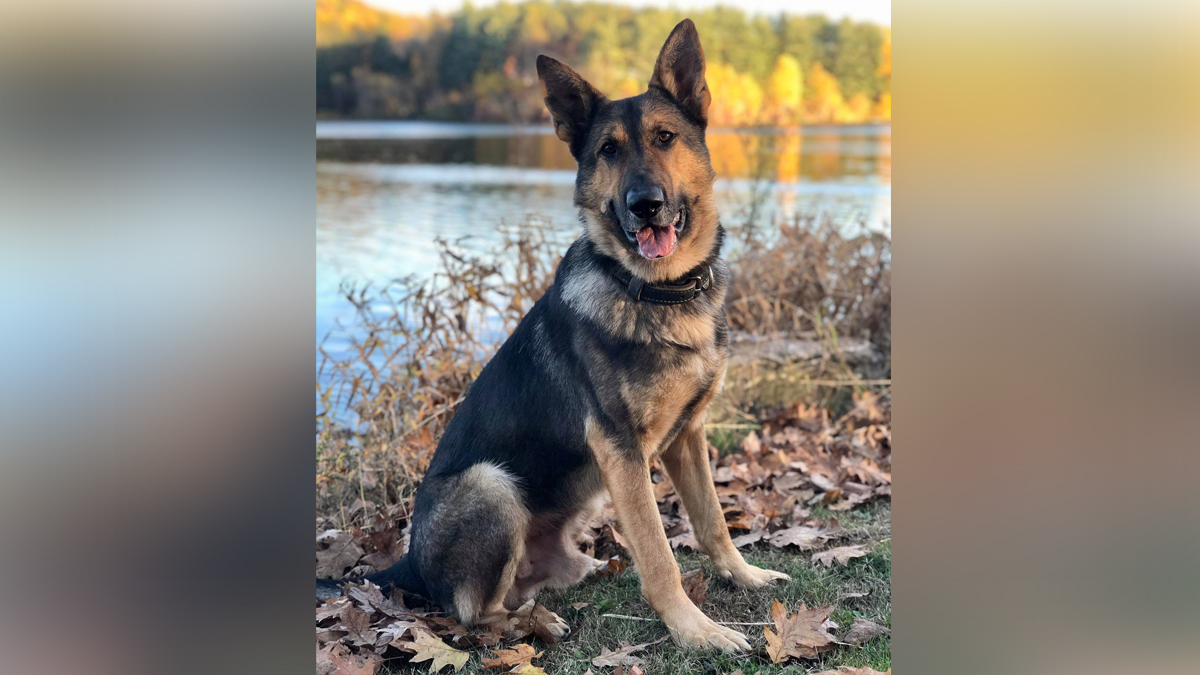 Winchendon police announce passing of town’s first K9, ‘Clyde’ Boston