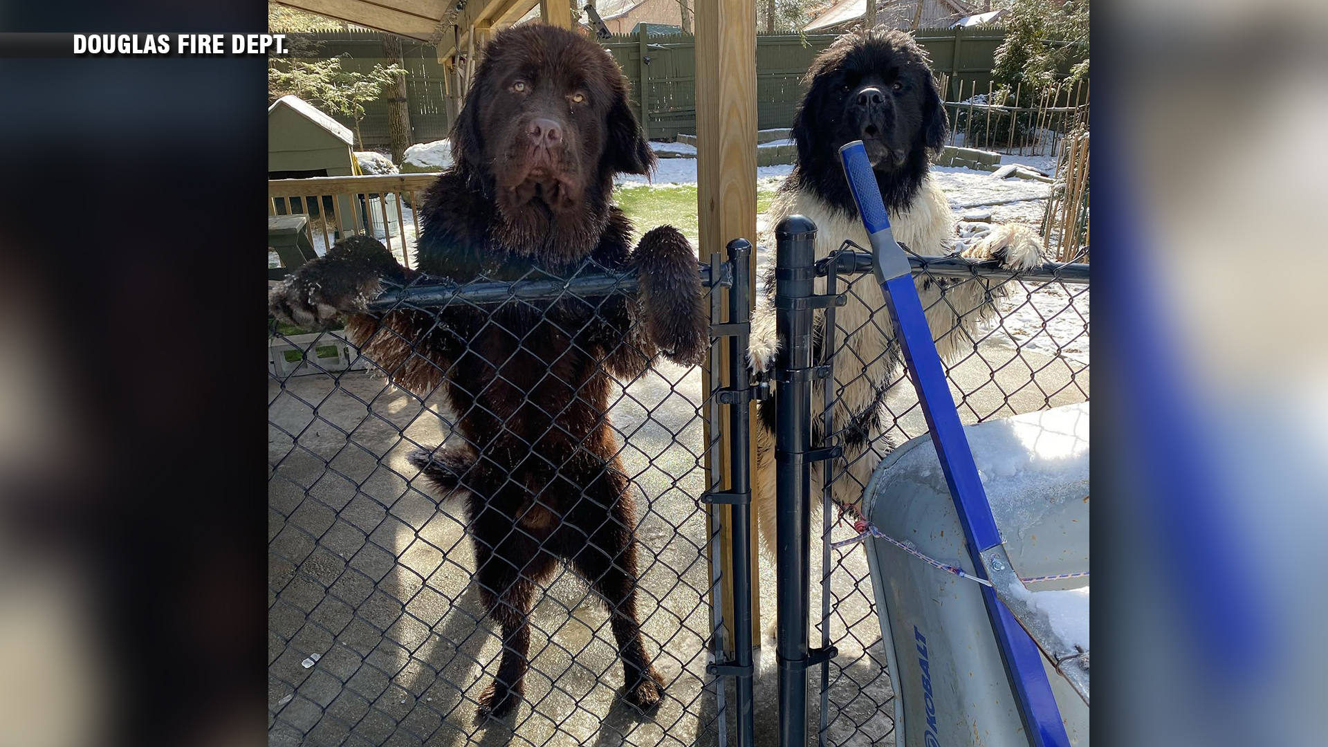 Great Luck at Badluck Lake Crews in Douglas rescue two dogs that fell