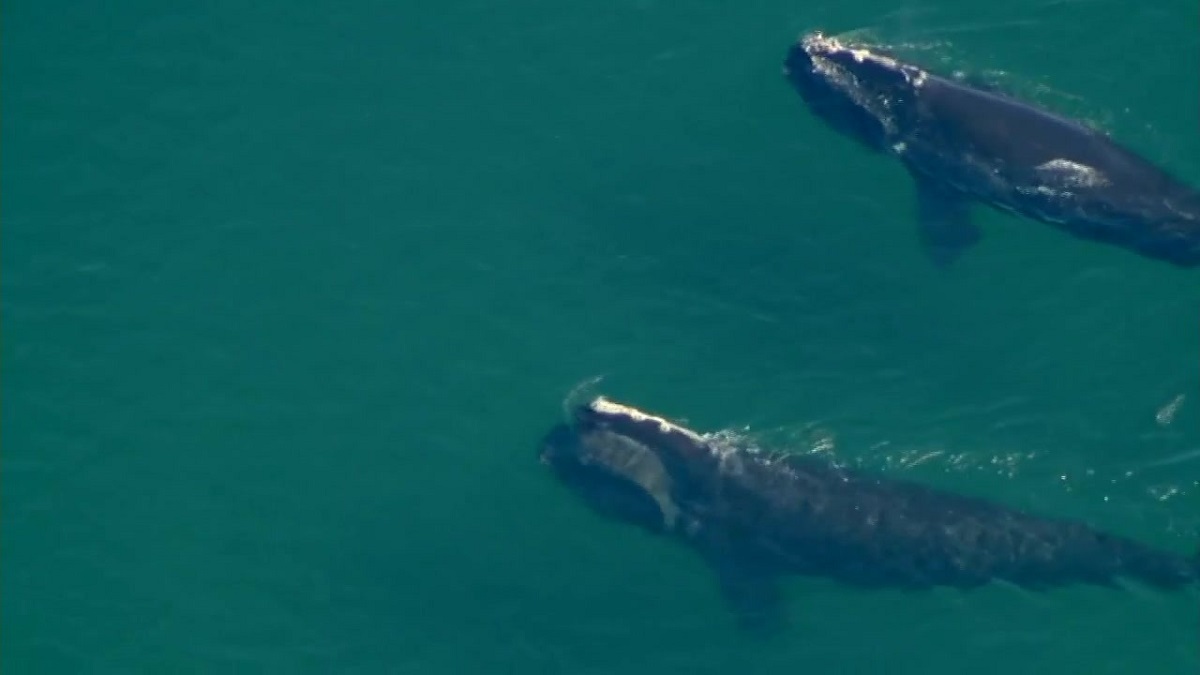 Federal officials issue emergency ban on lobster and crab fishing in