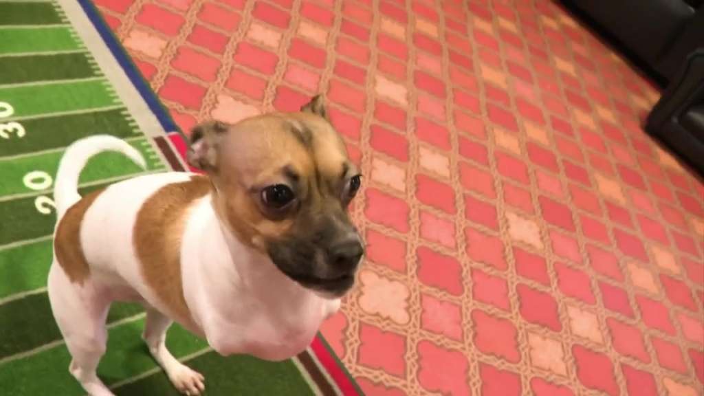 Rhode Island dog born without front legs stars in Puppy Bowl XIX