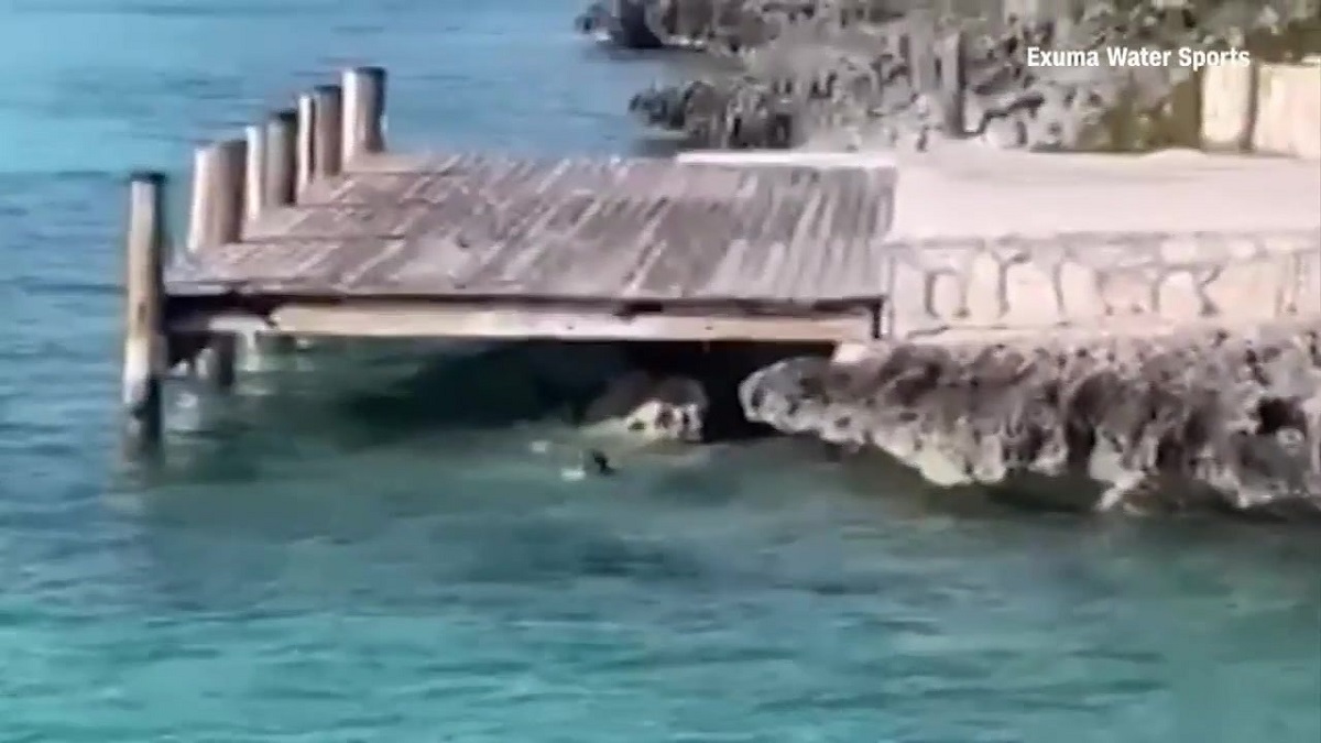 Brave or lucky? See the moment a dog took on a hammerhead shark