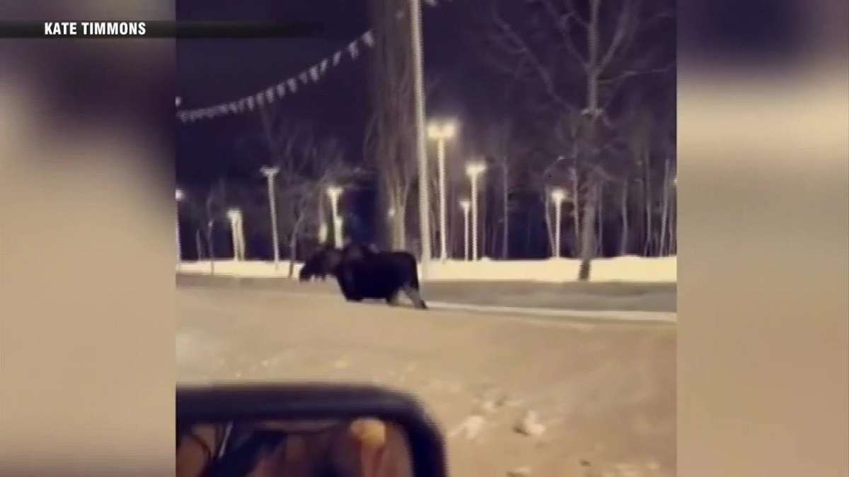 Woman recovering after being kicked by a moose while walking her dog ...