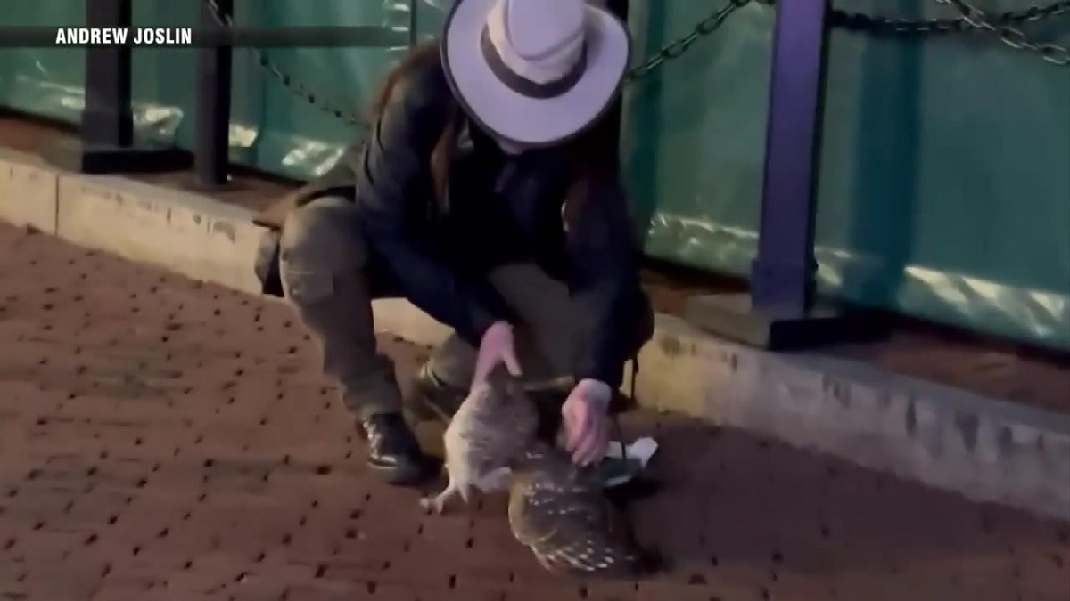 Owl recovering after rescue at Faneuil Hall Boston News, Weather, Sports WHDH 7News