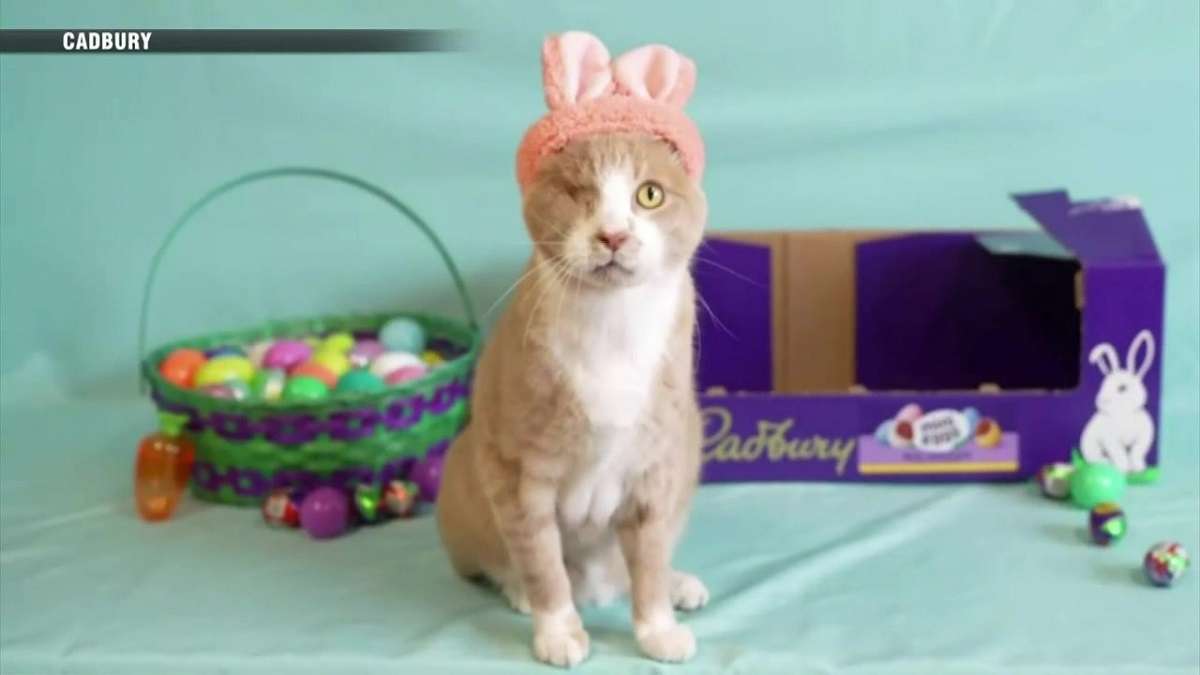 Crash the one-eyed cat wins Cadbury Bunny commercial contest - Boston ...
