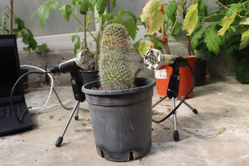 Plants make popping noises that sound like bubble wrap bursting, study says - Vimarsana News