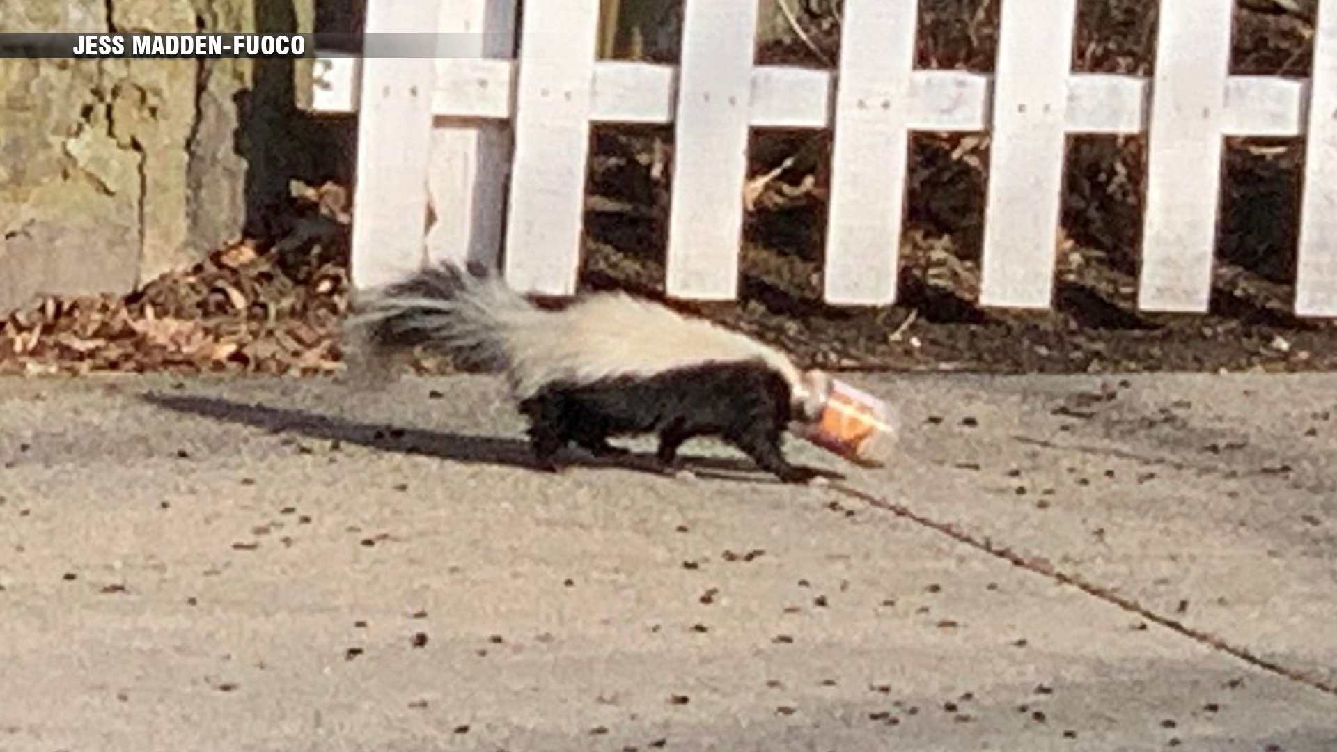 Hyde Park resident frees skunk stuck in peanut butter jar Boston News